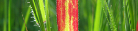 red_grass-450_banner