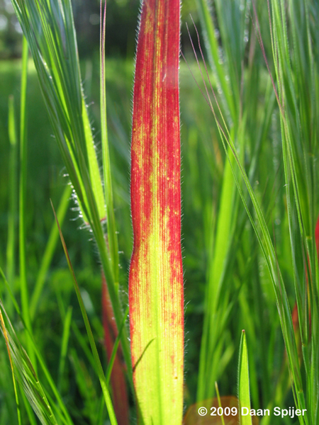 red_grass-450px