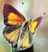 eltham_copper_butterfly