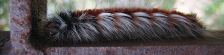 caterpillar_banner-450_px