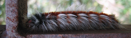 catapillar_450px