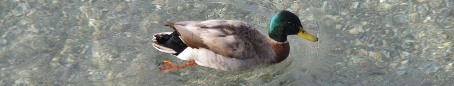 duck_450px