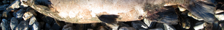 fish_out_of_water_450px