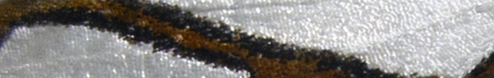 moth_wing_450px