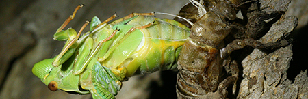 183-emerging_cicada-450px